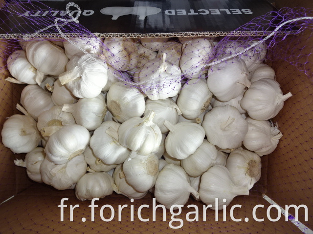 Pure White Garlic